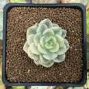 Echeveria 'Tinkerbell' Variegated 2" Succulent Plant
