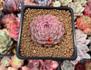 Echeveria 'Hongil' 2" Succulent Plant