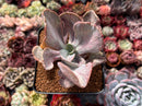Pachyveria 'Jocelyns Joy' Variegated 3" Succulent Plant