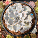 Echeveria 'Crispate Beauty' 3"-4" Succulent Plant