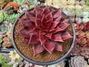 Echeveria Agavoides 'Luming' 5" Large Succulent Plant
