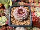 Echeveria 'Red Velvet' 1" Succulent Plant