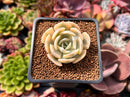 Echeveria Runyonii Variegated (Aka Echeveria 'Akaihosi' Variegated) 2" Succulent Plant