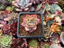Echeveria 'Red Ice' 1/2"-1" Small Succulent Plant