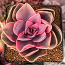 Echeveria 'Rainbow' Variegated 3" Succulent Plant