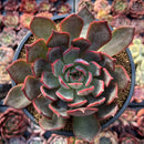 Echeveria 'Bouquet' 4" New Hybrid Succulent Plant