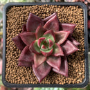 Echeveria Agavoides 'Magic Crown' 2" Succulent Plant