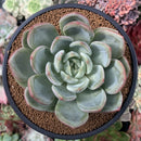 Echeveria 'White Champaign' 4” Succulent Plant