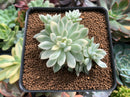 Echeveria 'Mebina' Variegated 3" Cluster Succulent Plant