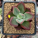 Echeveria 'Santorini' 2" New Hybrid Succulent Plant
