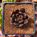 Echeveria 'Blackbird' 1" Succulent Plant