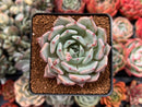 Echeveria sp. 3" Succulent Plant