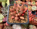 Echeveria Agavoides 'Shooting Star' 2" Succulent Plant
