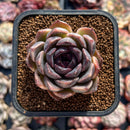 Echeveria 'Bride' 1"-2" Succulent Plant