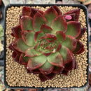 Echeveria Agavoides sp. 3” Succulent Plant