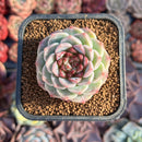 Echeveria 'Red Velvet' 2" Succulent Plant