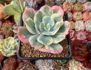Echeveria 'Secunda' Variegated 2" Succulent Plant