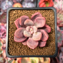 Echeveria 'Polari' 1" Succulent Plant