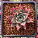 Echeveria Agavoides 'Red Pop' 2" Succulent Plant