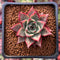 Echeveria Agavoides 'Red Pop' 2" Succulent Plant