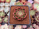 Echeveria 'Humil Rose' 1" Succulent Plant
