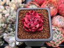 Echeveria Agavoides 'Taurus' 1" Succulent Plant