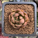 Echeveria Agavoides 'Lily Maria' 1" Succulent Plant