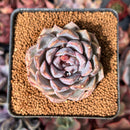 Echeveria 'Black Cave' 2" New Air Magic Hybrid Succulent Plant