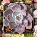 Echeveria 'Missing You' 2" Succulent Plant