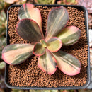Echeveria 'Primadonna' Variegated 2"-3" Succulent Plant