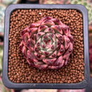 Echeveria Agavoides 'Sarabony' 1" (Seed Grown) Succulent Plant