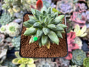 Pachyphytum Compactum 'Glaucum' 2" Succulent Plant