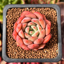 Echeveria 'Scarletta' 1" Succulent Plant