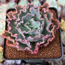 Echeveria 'Blue Curls' 2"-3" Succulent Plant