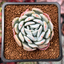Echeveria 'Ghost' 2" Succulent Plant