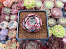 Echeveria 'Hongye' 1" Succulent Plant