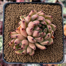 Echeveria Agavoides 'Sarabony' 2"-3" Cluster Succulent Plant