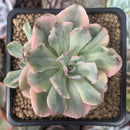 Echeveria 'Holwayi' Variegated 3" Succulent Plant