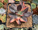 Echeveria 'Hanaikada' Variegated 2"-3" Succulent Plant