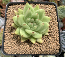 Echeveria Agavoides 'Maria' 3" Succulent Plant