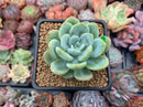 Echeveria 'Chloe' 2"-3" Powdery Succulent Plant