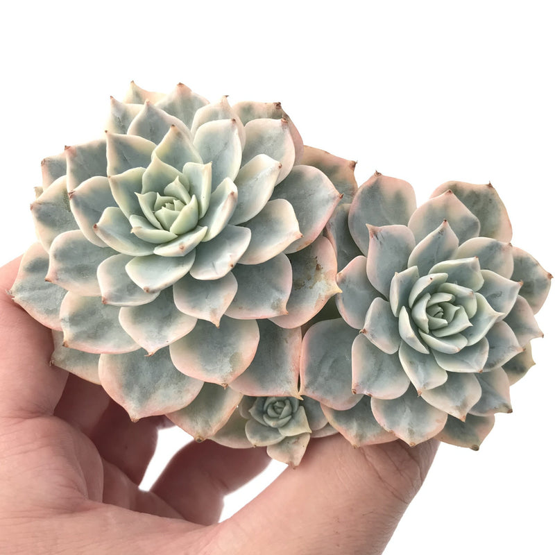 subsessilis succulent Echeveria 'Subsessilis' Variegated 4" Succulent Plant – True Succulents Plant Co