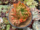 Echeveria Agavoides 'Red Gilva' Hybrid 5" Succulent Plant