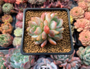 Echeveria 'Star Mark' Double Head 2" Succulent Plant