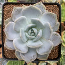 Echeveria 'Lehman' 3" Powdery Succulent Plant
