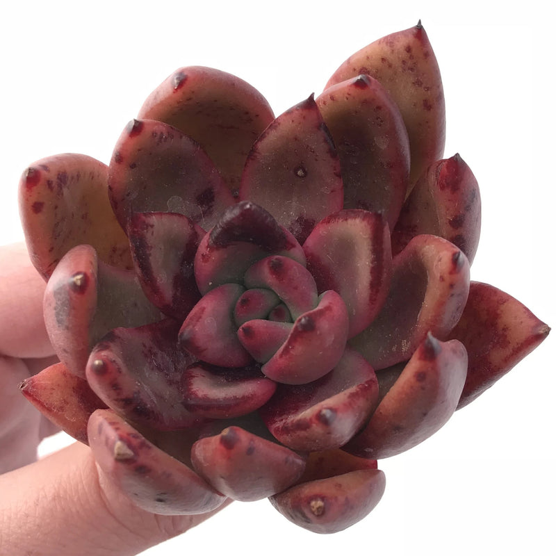 Echeveria Agavoides Mundy 3” Rare Succulent Plant