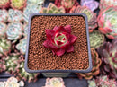 Echeveria Agavoides 'Magic Crown' 1" Succulent Plant