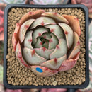 Echeveria 'Hera' 2" Succulent Plant