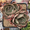 Echeveria 'Longissima' 3" Cluster Succulent Plant