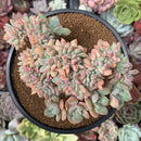 Echeveria 'Marina' Crested 4" Succulent Plant
